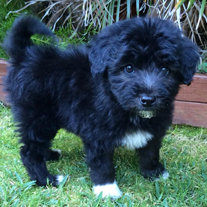 border collie cross miniature poodle