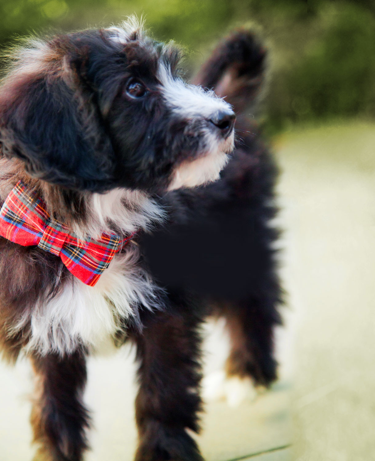 cattle dog cross poodle